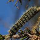 Image of Cyprus Processionary Moth