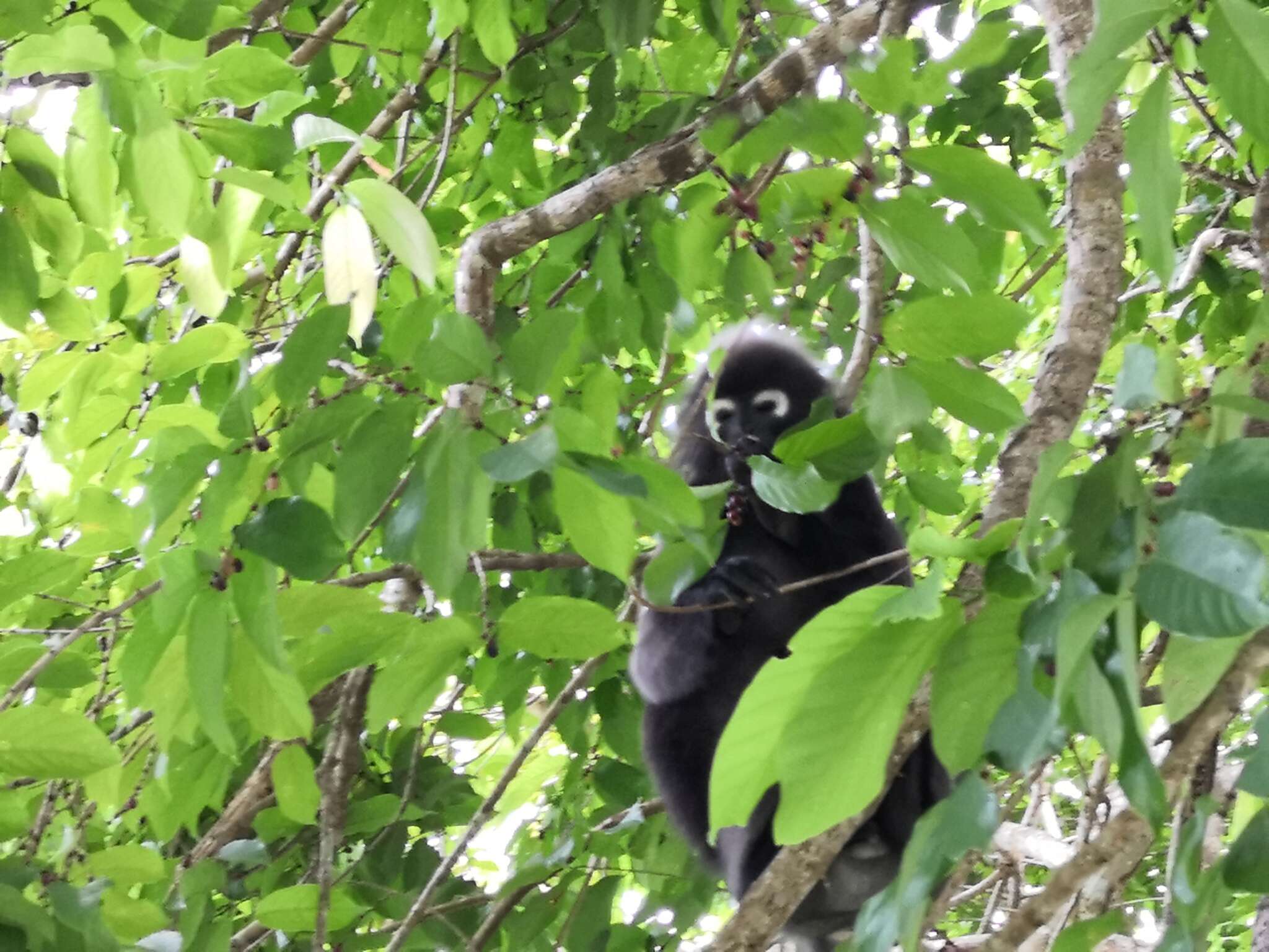 Plancia ëd Trachypithecus obscurus (Reid 1837)