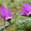 Imagem de Dodecatheon austrofrigidum K. L. Chambers