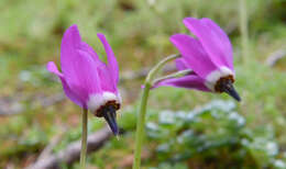 Imagem de Dodecatheon austrofrigidum K. L. Chambers