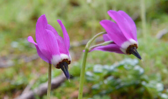 Plancia ëd Dodecatheon austrofrigidum K. L. Chambers