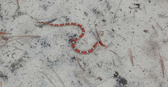 Image of Cemophora coccinea copei Jan 1863