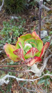 Image of Echeveria montana Rose ex Britton & Rose