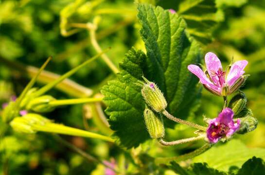 Image of Mediterranean stork's bill