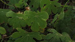 Image of Tropaeolum smithii DC.