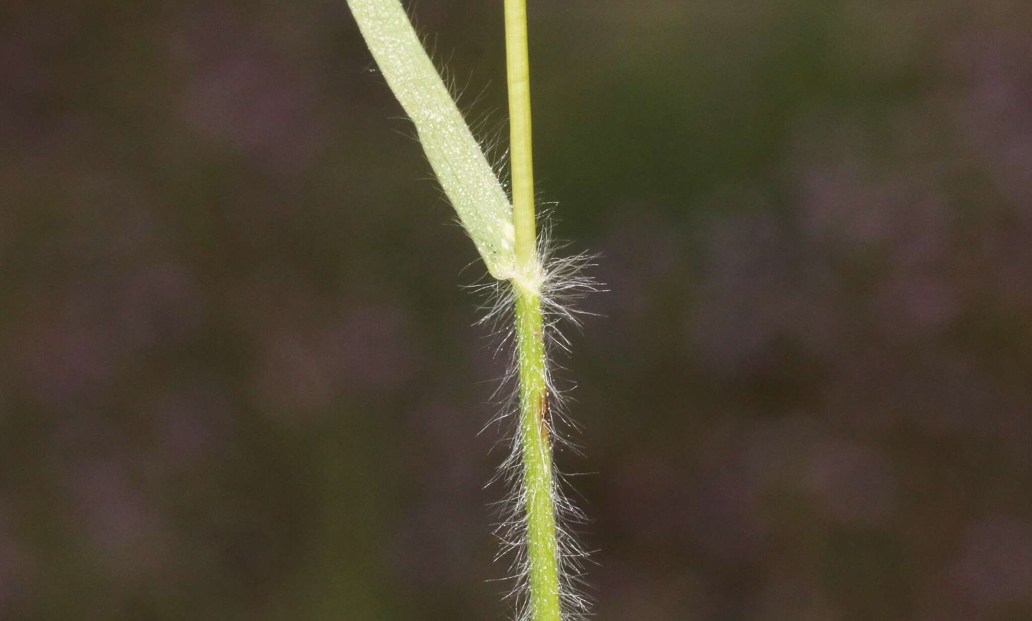Image of California oatgrass