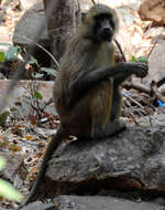 Image of Guinea Baboon