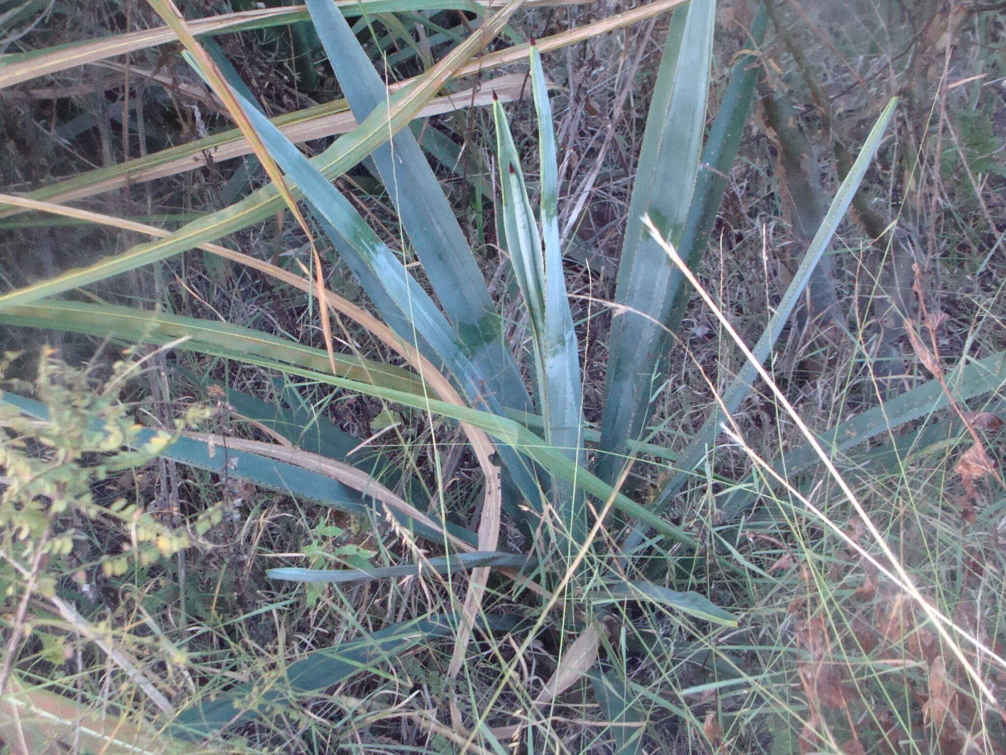 Image of Garden sisal