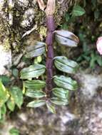 Image of Chameleon Dendrobium