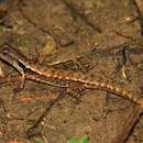 Sphenomorphus celebensis (Müller 1894) resmi