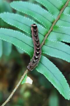 Image of Cutworm