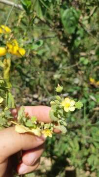 Image of viscid mallow