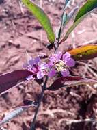 Sivun Koehneria madagascariensis (Baker) S. A. Graham, H. Tobe & P. Baas kuva