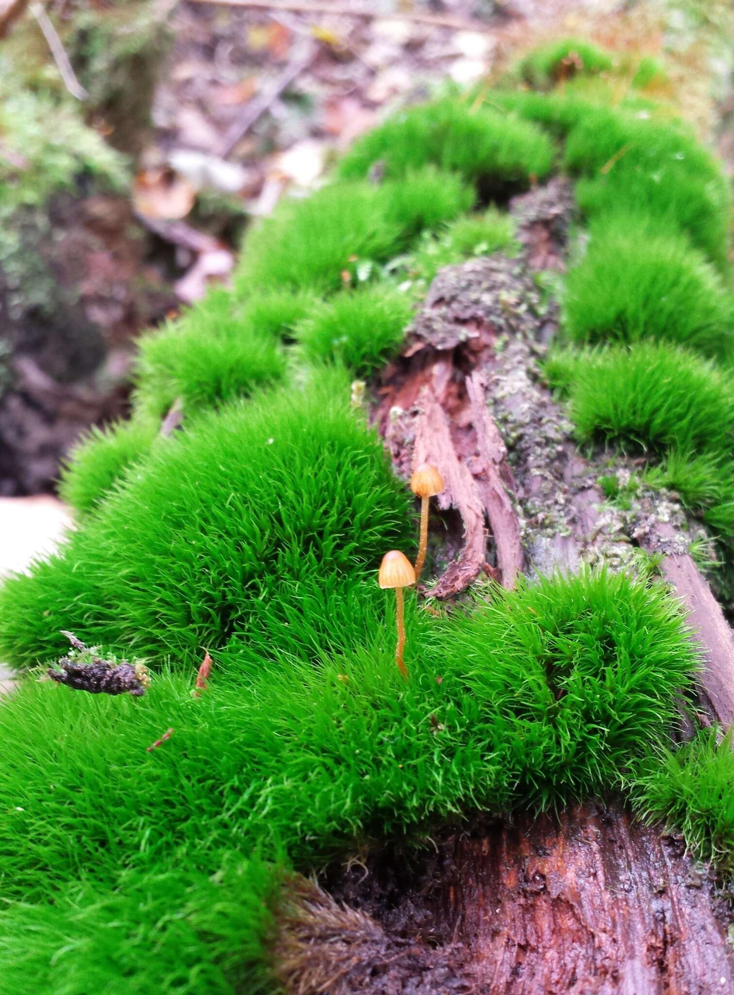 Image of dicranum moss