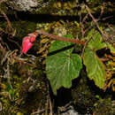 Image of Begonia aequatorialis L. B. Sm. & B. G. Schub.