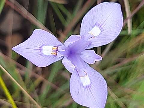 Image of Moraea natalensis Baker