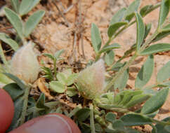 Imagem de Astragalus lotiflorus Hook.