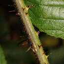 Plancia ëd Rubus dasyphyllus (Rogers) Rogers