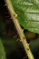 Image of Rubus dasyphyllus (Rogers) Rogers