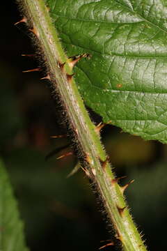 صورة Rubus dasyphyllus (Rogers) Rogers