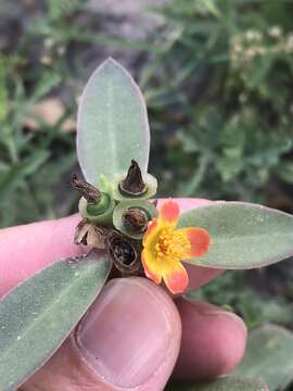 Image of wingpod purslane