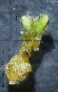 Image of Riccia subbifurca Warnst. ex Croz.