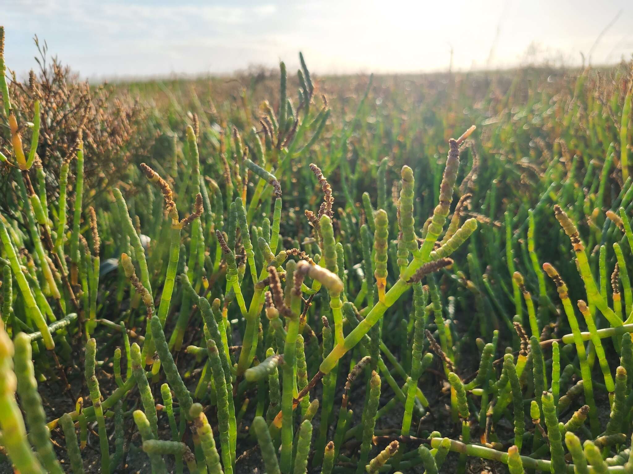 Image of Perennial Glasswort