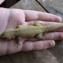 Image of Margarita Leaf-toed  Gecko