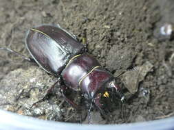 Image de Lucanus tetraodon sicilianus Planet 1899