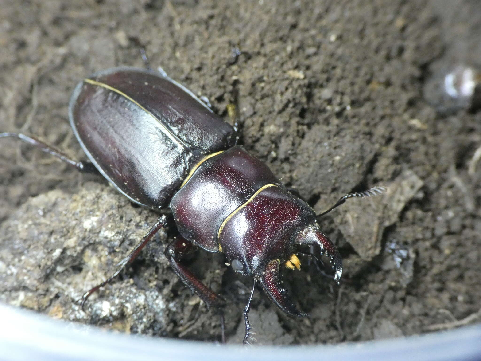 Image de Lucanus tetraodon sicilianus Planet 1899