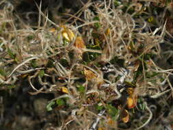 Plancia ëd Cercocarpus ledifolius var. intercedens C. K. Schneid.