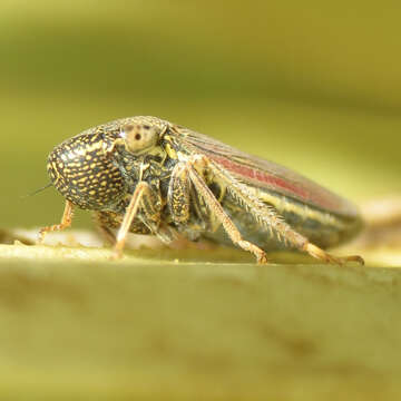 Image of Yucca sharpshooter