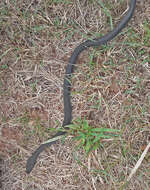 Image of Black House Snake