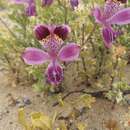 Image of Alstroemeria werdermannii subsp. werdermannii