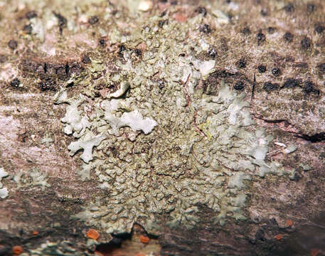 Image of Shadow-crust lichens