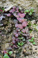 Imagem de Epilobium gracilipes T. Kirk