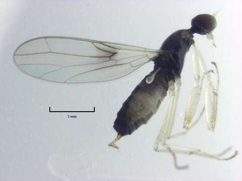 Image of Antipodromia radialis