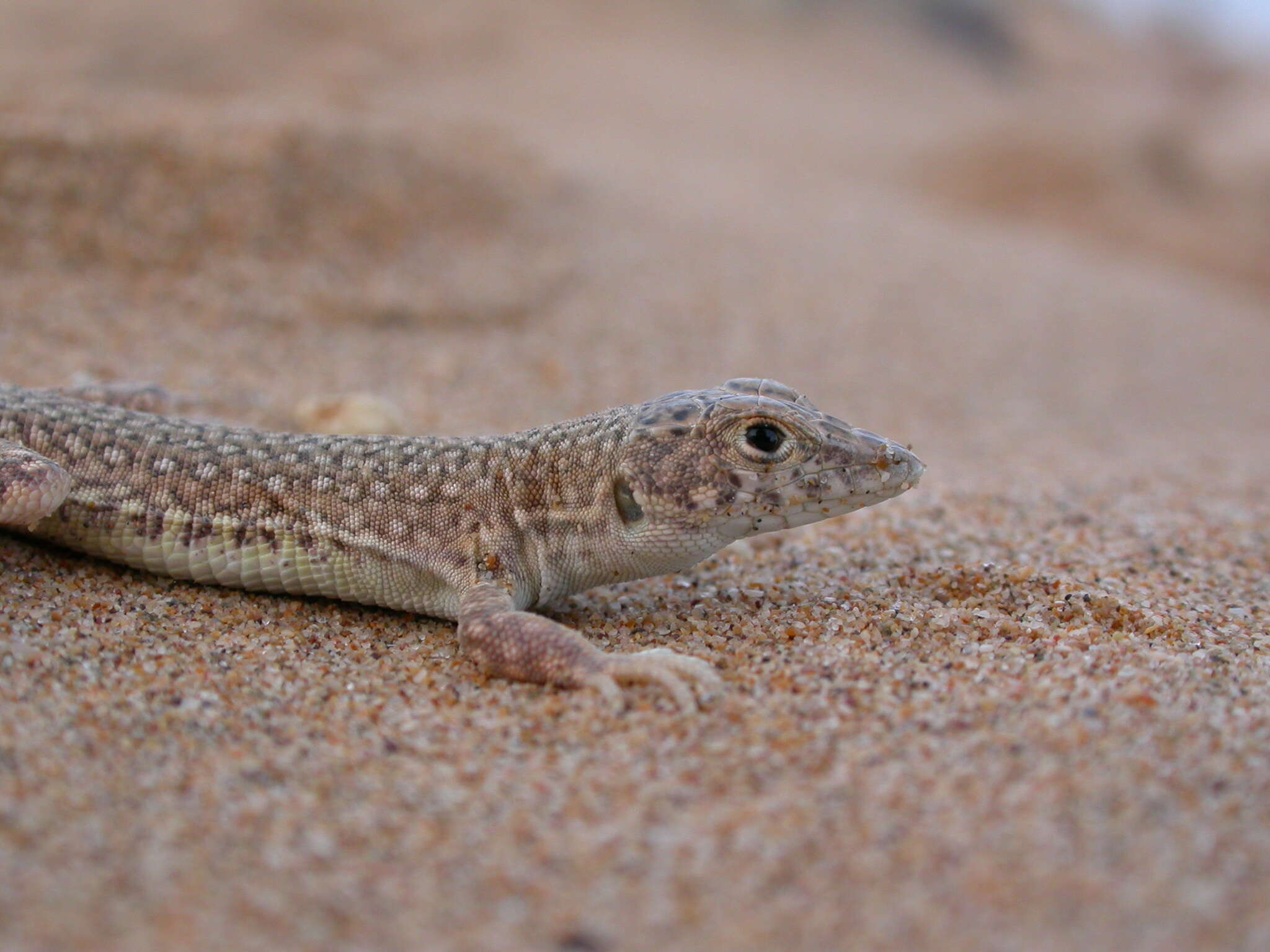 Image of Golden Fringe-fingered Lizard