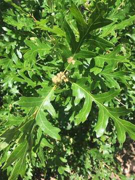 Image de Quercus gambelii Nutt.