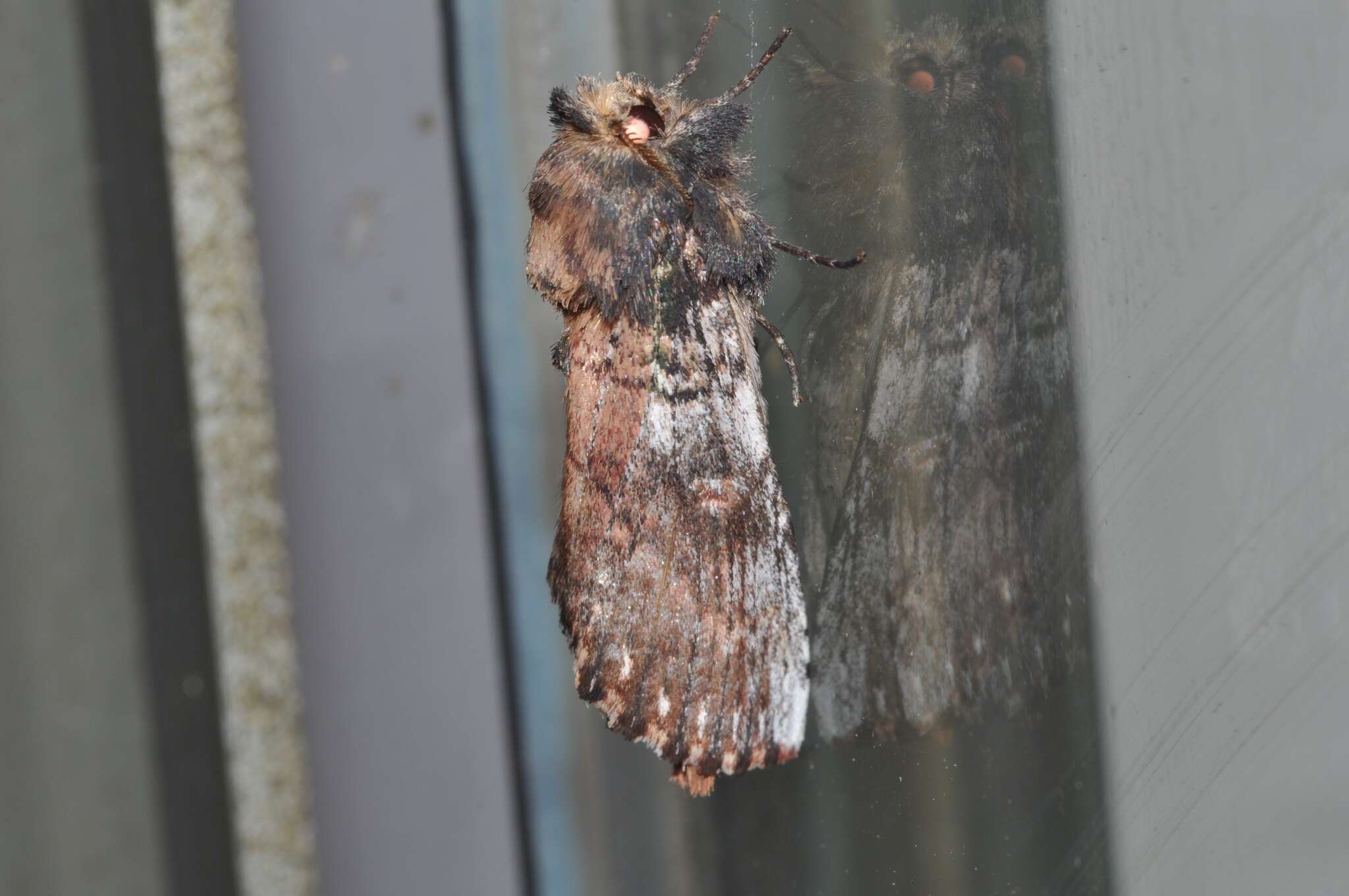 Image of Morning-glory Prominent