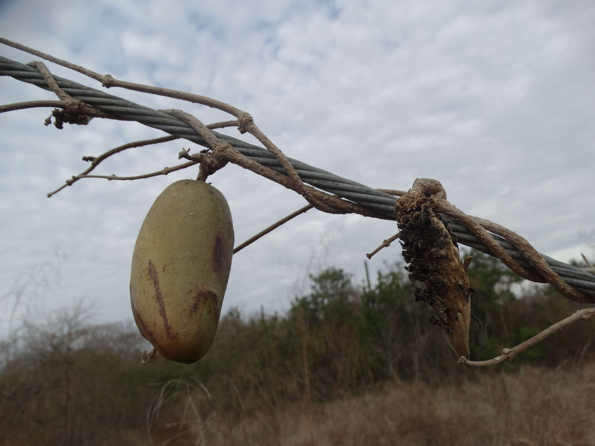 Image of Marsdenia edulis S. Wats.