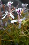 Image of Pelargonium spinosum Willd.