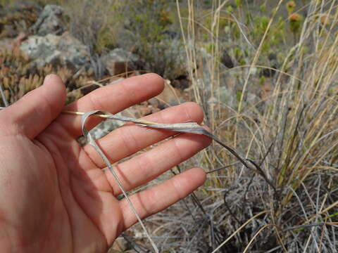 Pentameris eriostoma (Nees) Steud. resmi