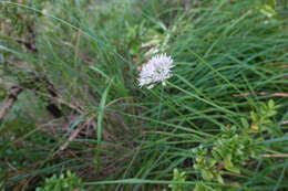 Image of Wild garlic