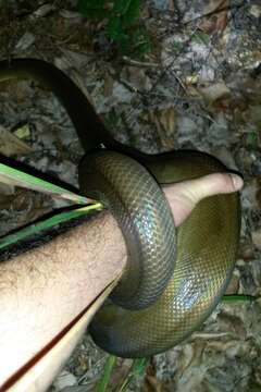 Image of Brown water python