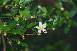 Image of Camellia brevistyla (Hayata) Cohen-Stuart