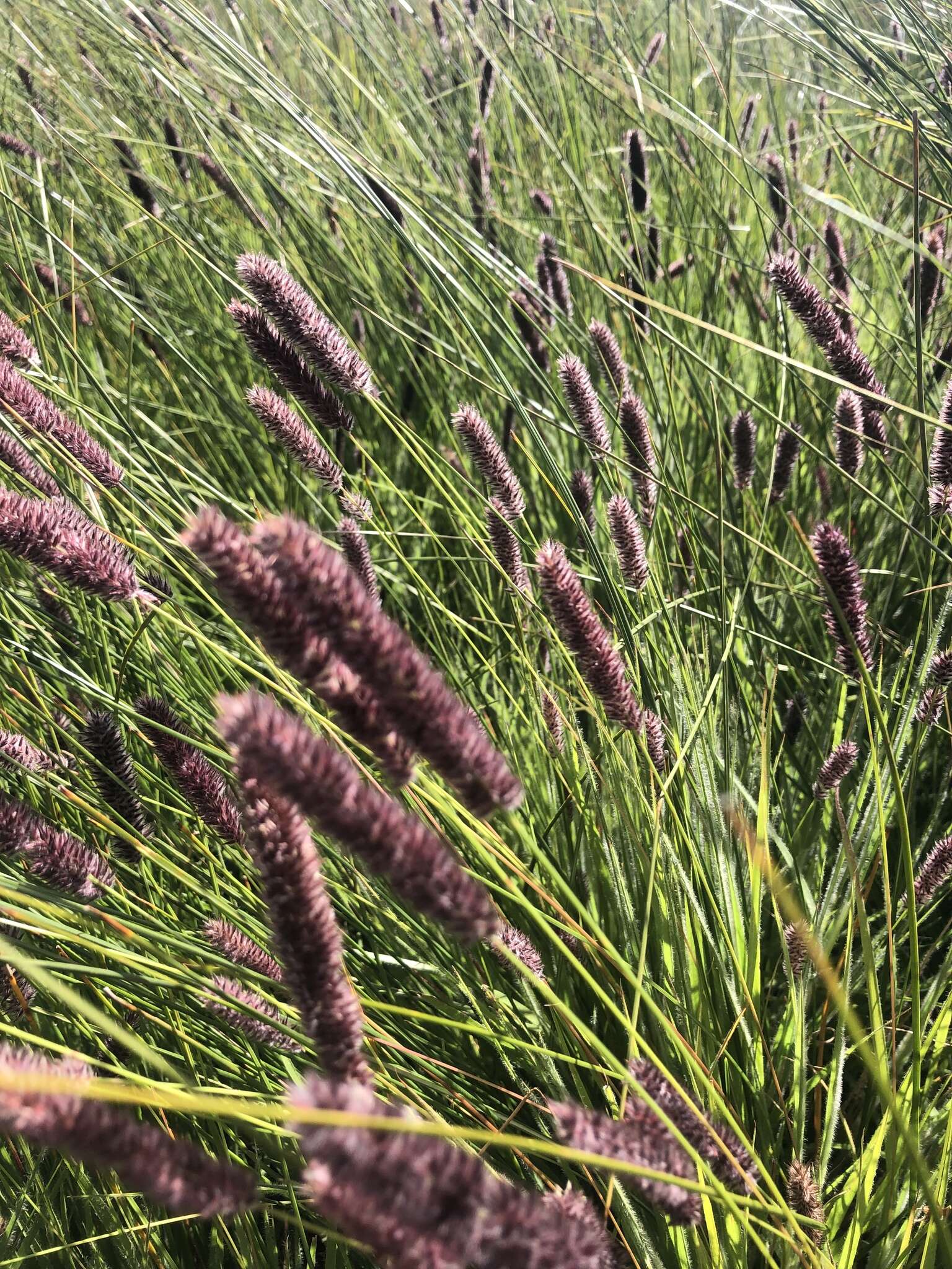 Image of Pongwa grass