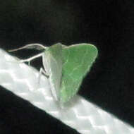 Image of Wavy-lined Emerald