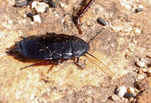 Image of Platyzosteria armata Tepper 1893