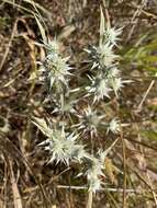 Image de Eryngium aristulatum Jepson